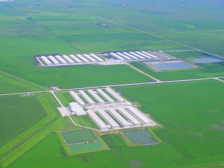 Chicken Layer Facility
