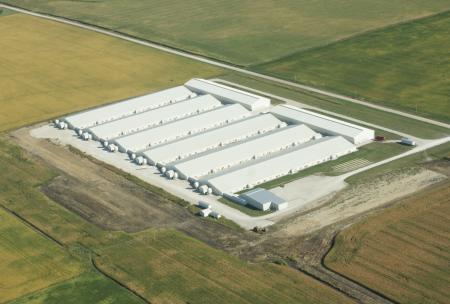 Chicken Layer Facility