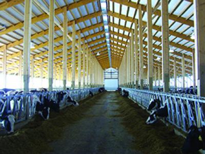 Cow Comfort Equals Profitability