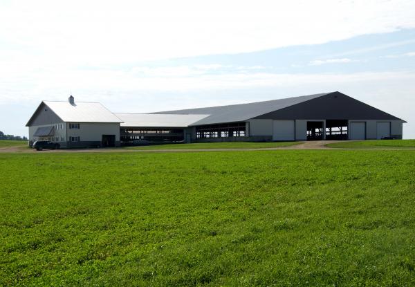 Dairy